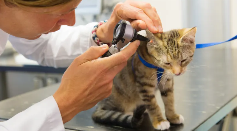 Is Pet Insurance Cheaper For Cats?
