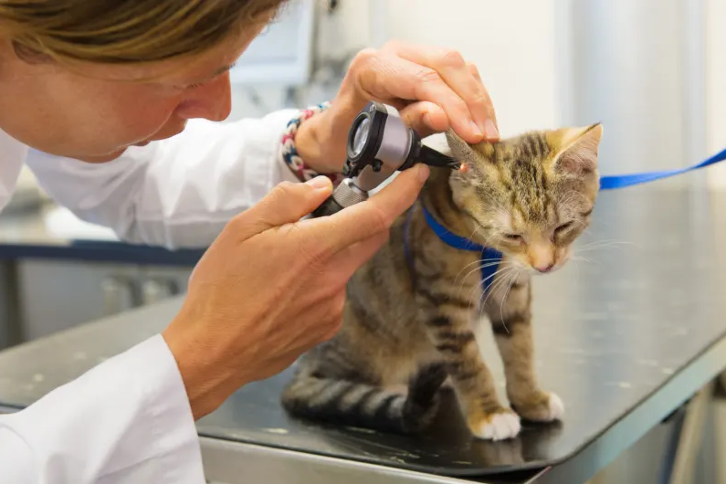 Is Pet Insurance Cheaper For Cats?